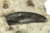 Allosaurus Tooth In Rock - Bone Cabin Quarry, Wyoming #263891-2